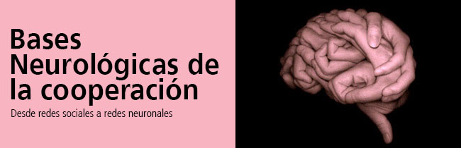 neurological-basis-of-cooperation español